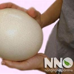 1 trứng đà điểu bằng bao nhiêu trứng gà