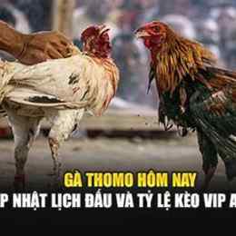 alo789 đá gà thomo hôm nay