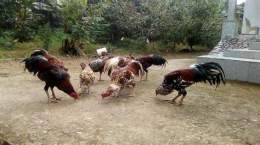 ảnh chụp màn hình bán gà nòi đá