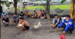 ảnh chụp màn hình bắt đá gà hóc môn