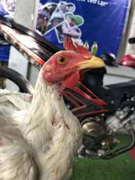 ảnh chụp màn hình bắt đá gà nhơn trạch