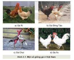 ảnh chụp màn hình các giống gà đá ngoại nhập