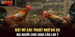 ảnh chụp màn hình các thuật ngữ đá gà