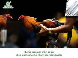 ảnh chụp màn hình cách chăm gà chọi sau khi đá