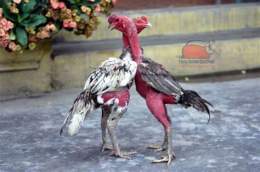 ảnh chụp màn hình cách chọn gà chọi con đá hay