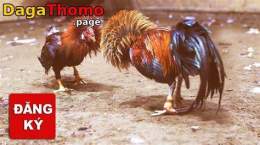 ảnh chụp màn hình cách đăng ký đá gà thomo