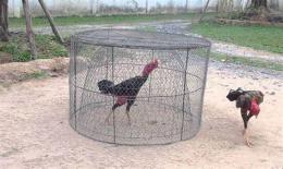 ảnh chụp màn hình cách huấn luyện gà đá
