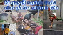 ảnh chụp màn hình cách ngâm lúa cho gà đá