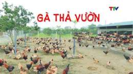 ảnh chụp màn hình cách nuôi gà đá lên cân