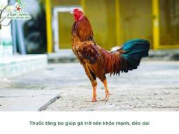 ảnh chụp màn hình cách tăng bo cho gà đá
