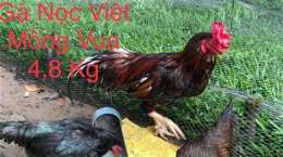 ảnh chụp màn hình cách trị gà đá bị té gió