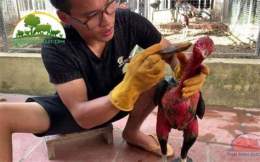 ảnh chụp màn hình cách vào nghệ cho gà tre đá