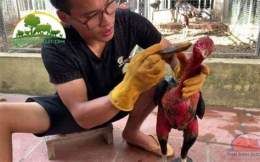ảnh chụp màn hình cách vào nghệ gà đá