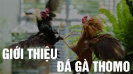 ảnh chụp màn hình cài đặt đá gà thomo