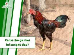 ảnh chụp màn hình canxi cho gà đá