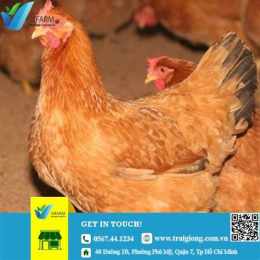 ảnh chụp màn hình chợ tốt gà đã đồng nai