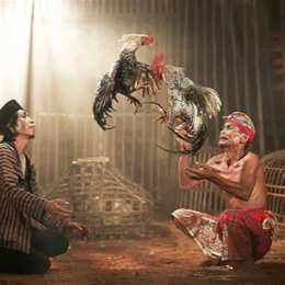 ảnh chụp màn hình coi đá gà chọi
