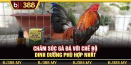 ảnh chụp màn hình đá gà bj388 dangnhap