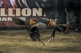 ảnh chụp màn hình đá gà c3 ngày 13