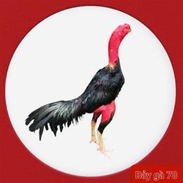 ảnh chụp màn hình đá gà đòn miền trung