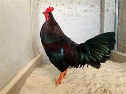 ảnh chụp màn hình đá gà hưng cần thơ