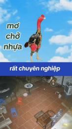 ảnh chụp màn hình đá gà mơ chở nhựa