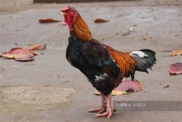 ảnh chụp màn hình đá gà móng đỏ