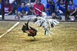 ảnh chụp màn hình đá gà po1