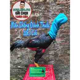 ảnh chụp màn hình da gà tân hoà đông