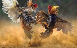 ảnh chụp màn hình đá gà thomo 12 tháng 9