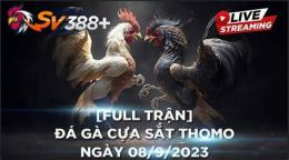 ảnh chụp màn hình da ga thomo 6 7 2023