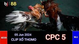 ảnh chụp màn hình đá gà thomo cp4