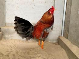 ảnh chụp màn hình đá gà thomo cựa tròn