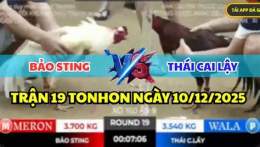 ảnh chụp màn hình đá gà thomo hôm nay bảo sting