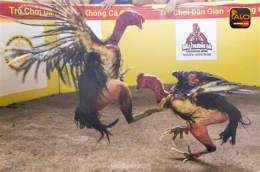ảnh chụp màn hình đá gà thomo ngày 13/6/2024