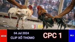 ảnh chụp màn hình đá gà thomo trực tiếp cpc1