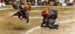 ảnh chụp màn hình đá gà trực tiếp thomo ngày 6 tháng 04