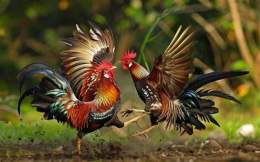 ảnh chụp màn hình da ga truc tiep thomoo