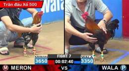 ảnh chụp màn hình đá gà trực tiếp to mo có bình luận viên