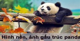 ảnh chụp màn hình da ga truc tuyet