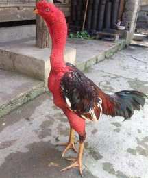 ảnh chụp màn hình da ga viet nam hay nhat