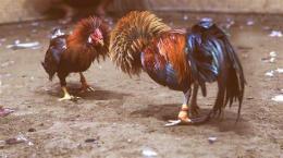 ảnh chụp màn hình đá giải gà tre hôm nay