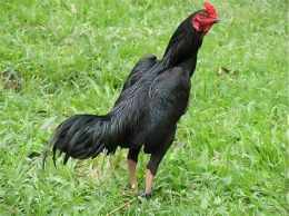 ảnh chụp màn hình gà asil ấn độ đá