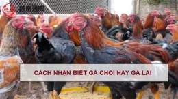 ảnh chụp màn hình ga choi da voi ga lai