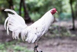 ảnh chụp màn hình gà đá lông trắng
