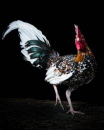 ảnh chụp màn hình gà đá màu vàng