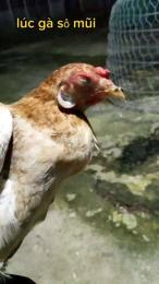 ảnh chụp màn hình gà đi đá về bị khò khè