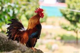 ảnh chụp màn hình gà là gà đã gáy