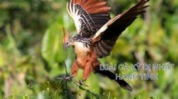 ảnh chụp màn hình gà móng hoang dã