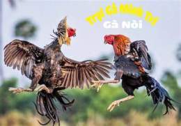 ảnh chụp màn hình ga noi da hay